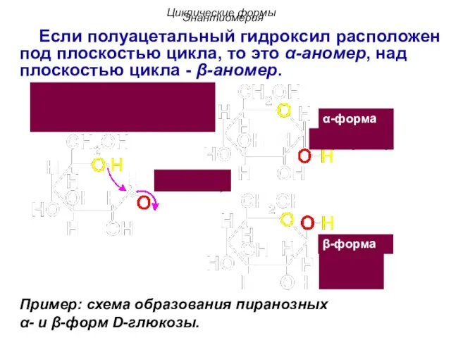 Циклические формы β-форма Пример: схема образования пиранозных α- и β-форм D-глюкозы.