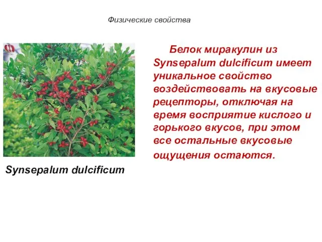 Белок миракулин из Synsepalum dulcificum имеет уникальное свойство воздействовать на вкусовые