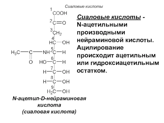 N-ацетил-D-нейраминовая кислота (сиаловая кислота) Сиаловые кислоты Сиаловые кислоты - N-ацетильными производными