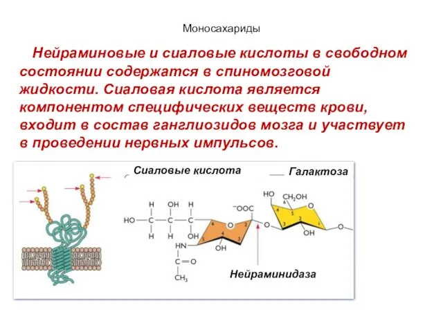 Моносахариды Нейраминовые и сиаловые кислоты в свободном состоянии содержатся в спиномозговой