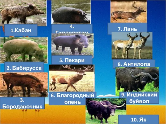 1.Кабан 2. Бабирусса 3.Бородавочник 4.Гиппопотам 5. Пекари 6. Благородный олень 7.