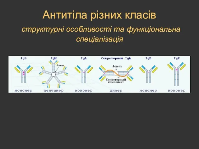 Антитіла різних класів структурні особливості та функціональна спеціалізація