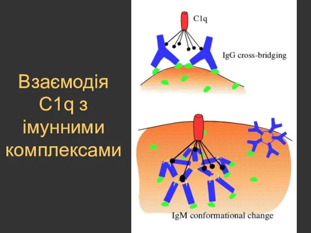 Взаємодія С1q з імунними комплексами