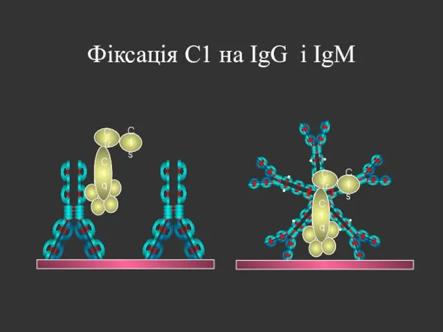 Фіксація C1 на IgG і IgM