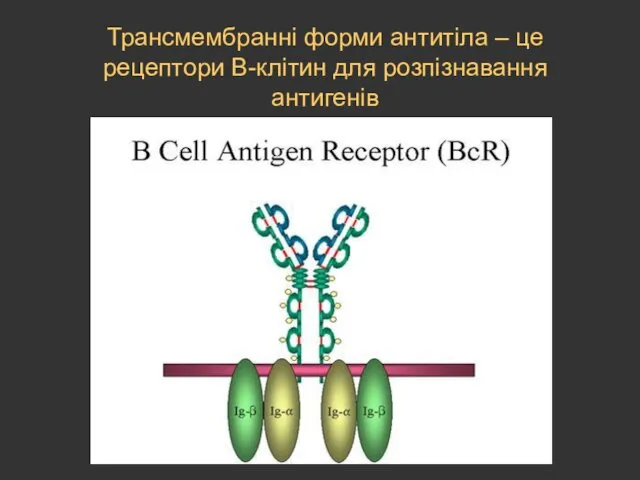 Трансмембранні форми антитіла – це рецептори В-клітин для розпізнавання антигенів