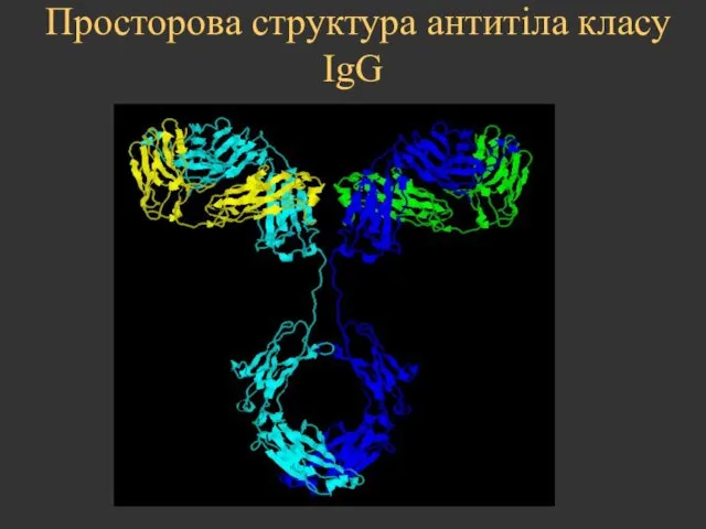 Просторова структура антитіла класу IgG