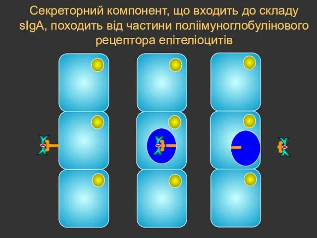 Секреторний компонент, що входить до складу sIgA, походить від частини поліімуноглобулінового рецептора епітеліоцитів