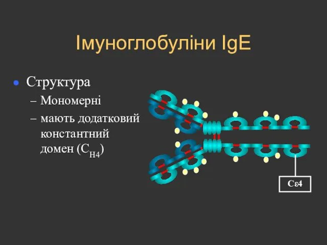 Імуноглобуліни IgE Структура Мономерні мають додатковий константний домен (CH4)