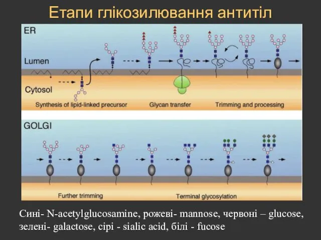 Етапи глікозилювання антитіл Сині- N-acetylglucosamine, рожеві- mannose, червоні – glucose, зелені-