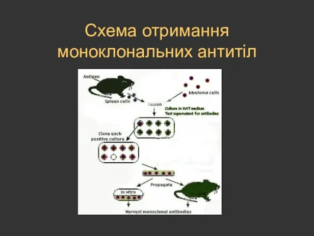 Схема отримання моноклональних антитіл