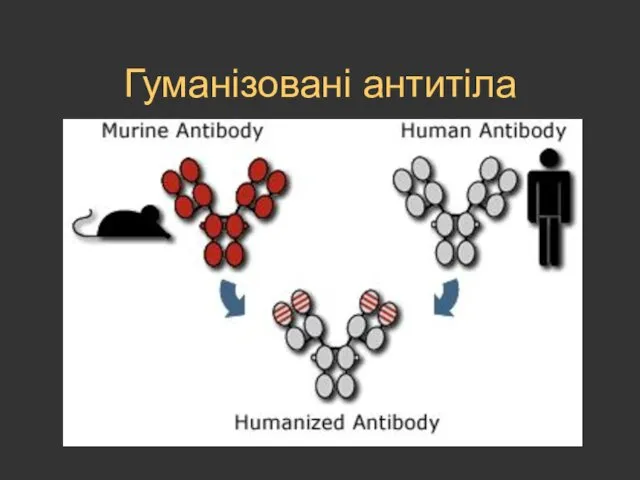 Гуманізовані антитіла