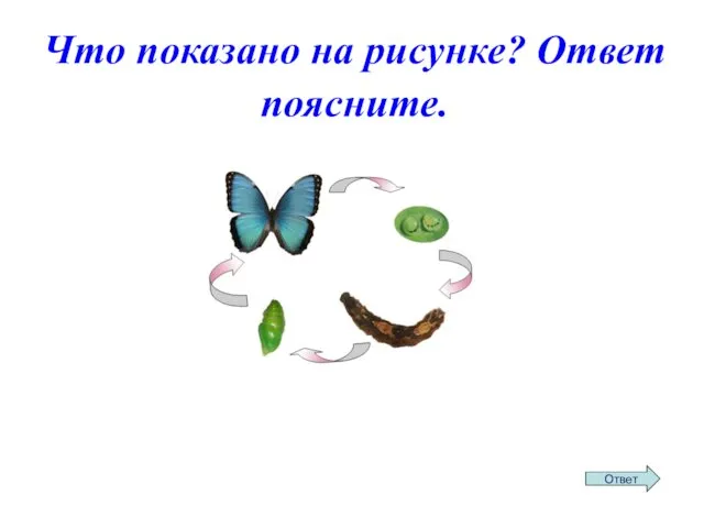 Что показано на рисунке? Ответ поясните.