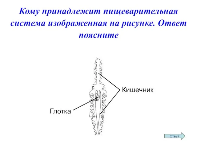 Кому принадлежит пищеварительная система изображенная на рисунке. Ответ поясните Кишечник Глотка