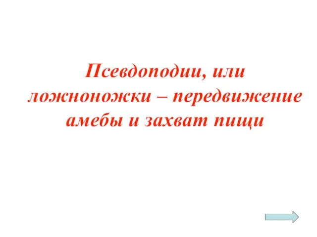 Псевдоподии, или ложноножки – передвижение амебы и захват пищи