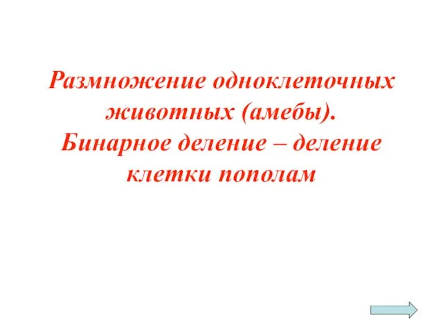 Размножение одноклеточных животных (амебы). Бинарное деление – деление клетки пополам