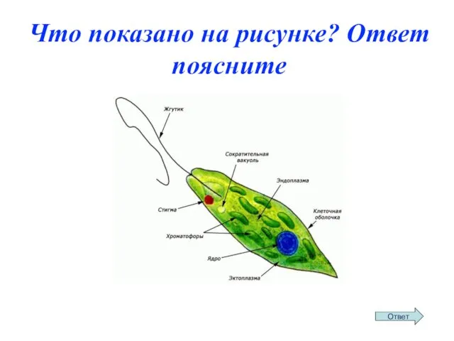 Что показано на рисунке? Ответ поясните