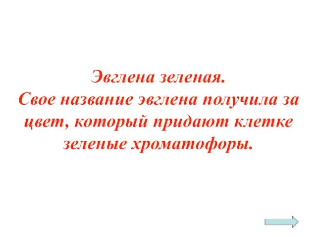 Эвглена зеленая. Свое название эвглена получила за цвет, который придают клетке зеленые хроматофоры.