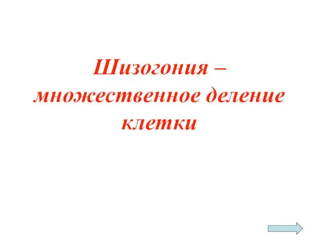 Шизогония – множественное деление клетки