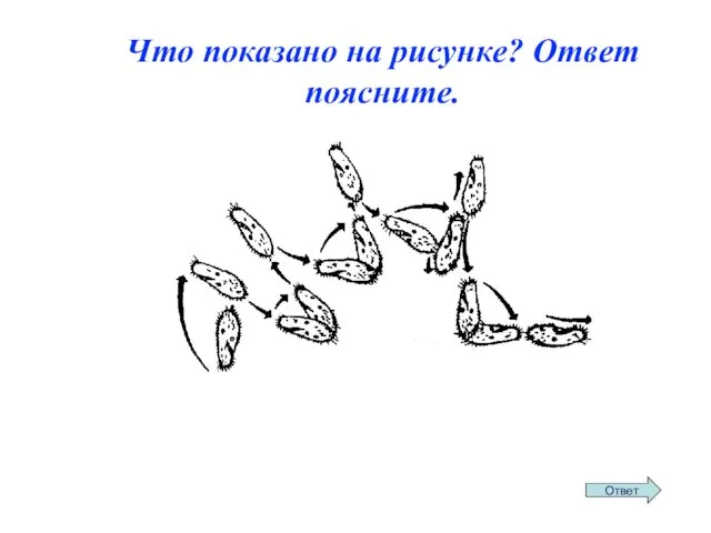 Что показано на рисунке? Ответ поясните.