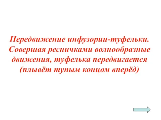 Передвижение инфузории-туфельки. Совершая ресничками волнообразные движения, туфелька передвигается (плывёт тупым концом вперёд)