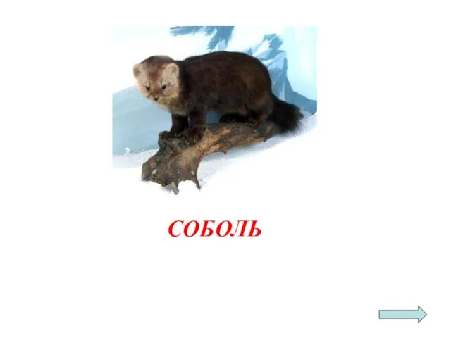 СОБОЛЬ