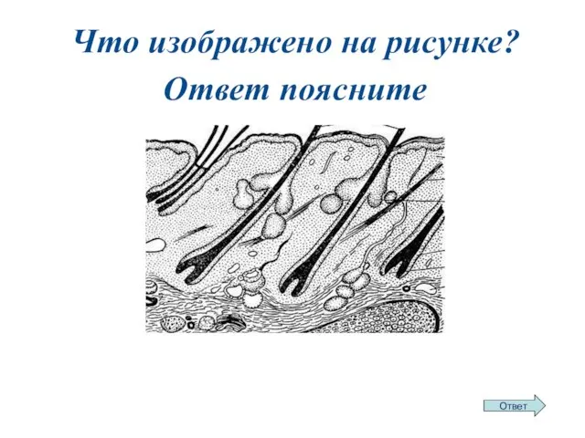 Что изображено на рисунке? Ответ поясните