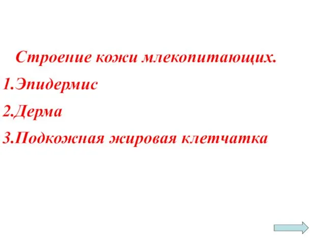 Строение кожи млекопитающих. Эпидермис Дерма Подкожная жировая клетчатка