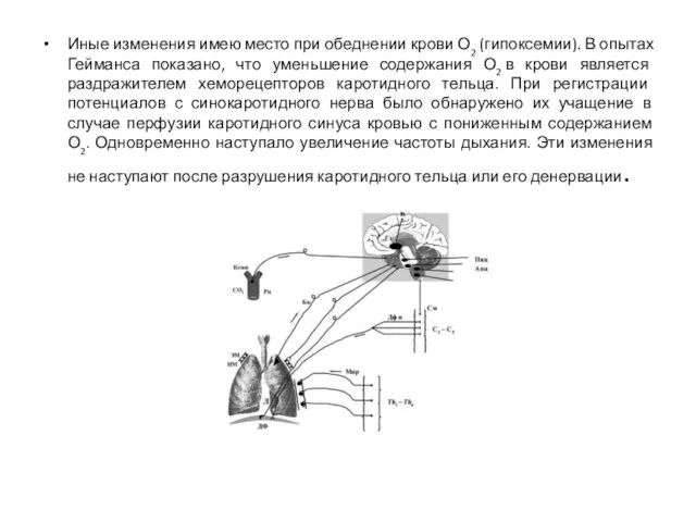 Иные изменения имею место при обеднении крови О2 (гипоксемии). В опытах