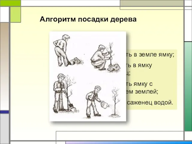 Алгоритм посадки дерева Выкопать в земле ямку; Опустить в ямку саженец;