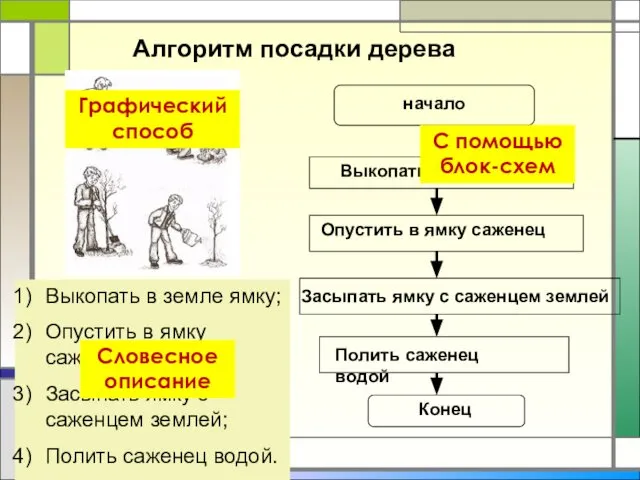 Алгоритм посадки дерева Выкопать в земле ямку; Опустить в ямку саженец;