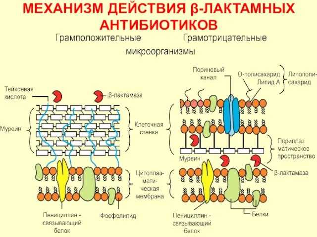 МЕХАНИЗМ ДЕЙСТВИЯ β-ЛАКТАМНЫХ АНТИБИОТИКОВ