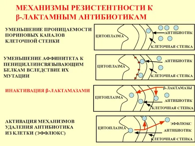 МЕХАНИЗМЫ РЕЗИСТЕНТНОСТИ К β-ЛАКТАМНЫМ АНТИБИОТИКАМ