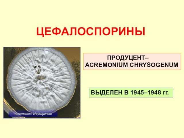 ЦЕФАЛОСПОРИНЫ ПРОДУЦЕНТ– ACREMONIUM CHRYSOGENUM ВЫДЕЛЕН В 1945–1948 гг.
