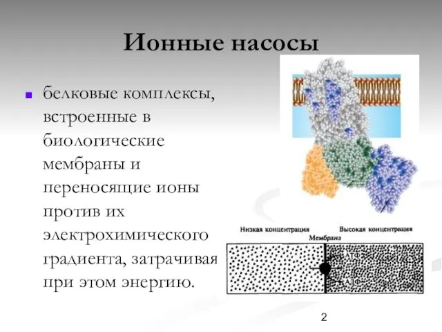 Ионные насосы белковые комплексы, встроенные в биологические мембраны и переносящие ионы