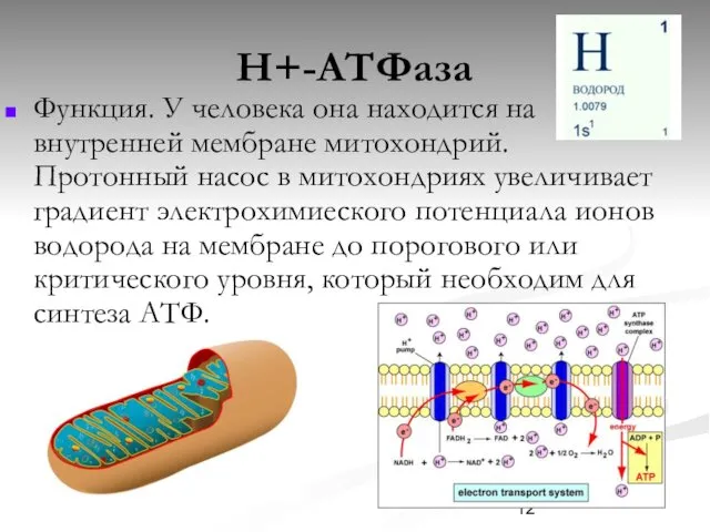 Н+-АТФаза Функция. У человека она находится на внутренней мембране митохондрий. Протонный