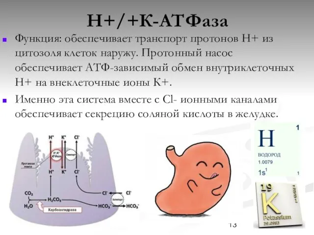 Н+/+К-АТФаза Функция: обеспечивает транспорт протонов Н+ из цитозоля клеток наружу. Протонный