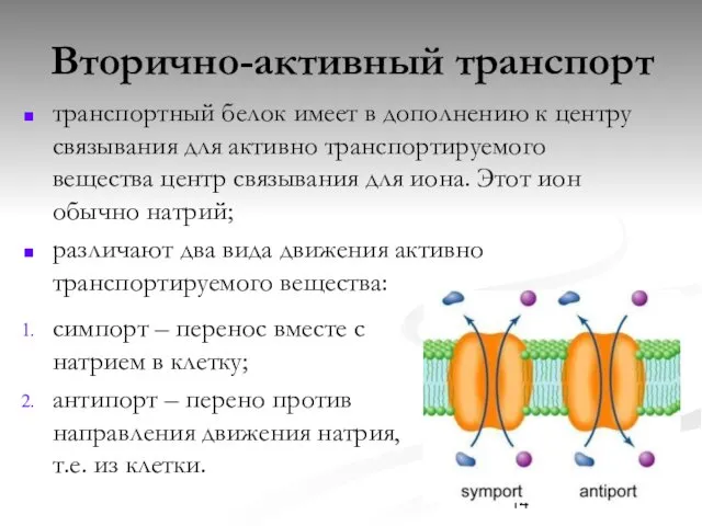 Вторично-активный транспорт транспортный белок имеет в дополнению к центру связывания для