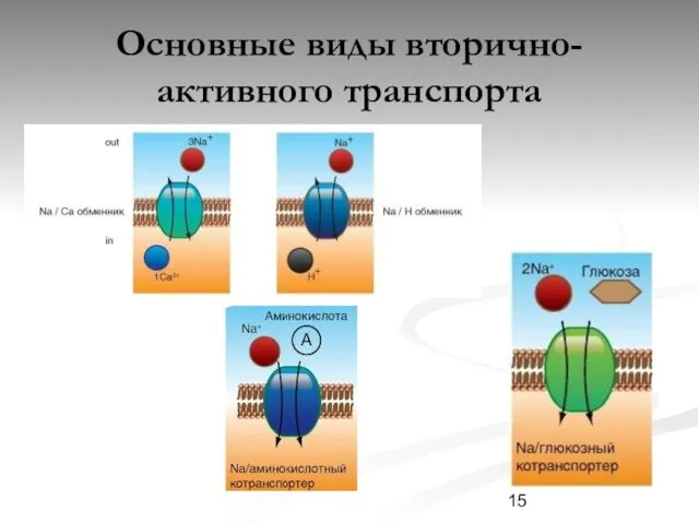 Основные виды вторично-активного транспорта