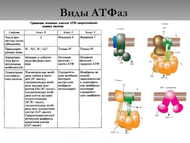 Виды АТФаз