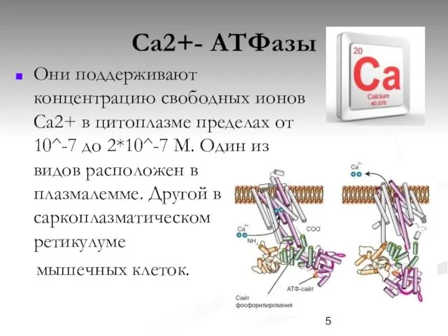 Ca2+- ATФазы Они поддерживают концентрацию свободных ионов Са2+ в цитоплазме пределах