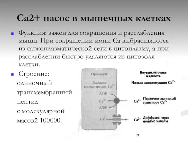 Са2+ насос в мышечных клетках Функция: важен для сокращения и расслабления