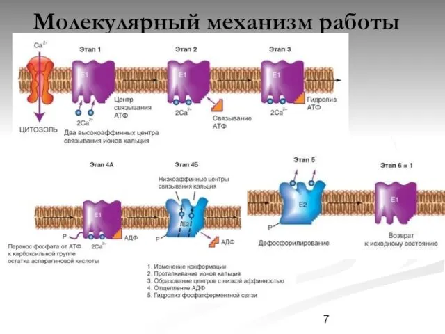 Молекулярный механизм работы