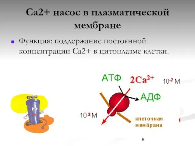 Са2+ насос в плазматической мембране Функция: поддержание постоянной концентрации Са2+ в цитоплазме клетки.