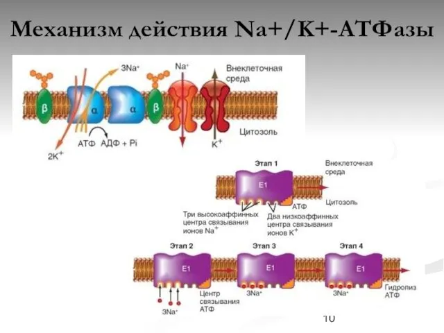 Механизм действия Na+/K+-АТФазы