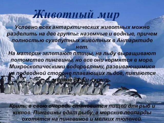 Животный мир Условно всех антарктических животных можно разделить на две группы: