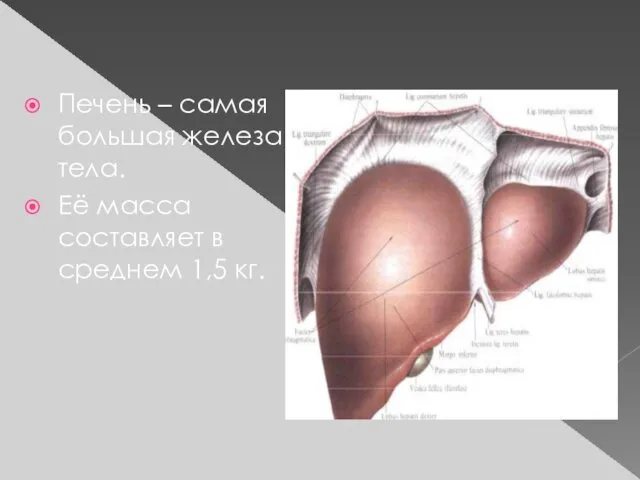 Печень – самая большая железа тела. Её масса составляет в среднем 1,5 кг.