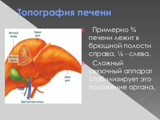 Топография печени Примерно ¾ печени лежит в брюшной полости справа, ¼