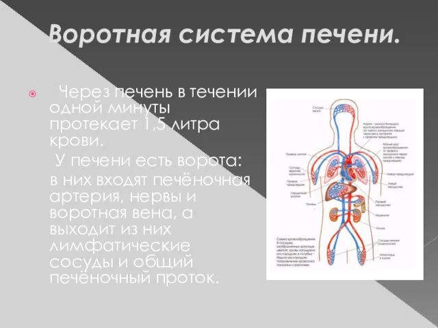 Воротная система печени. Через печень в течении одной минуты протекает 1,5