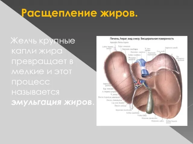 Расщепление жиров. Желчь крупные капли жира превращает в мелкие и этот процесс называется эмульгация жиров.