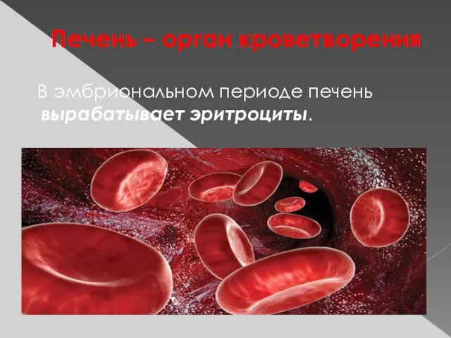 Печень – орган кроветворения В эмбриональном периоде печень вырабатывает эритроциты.